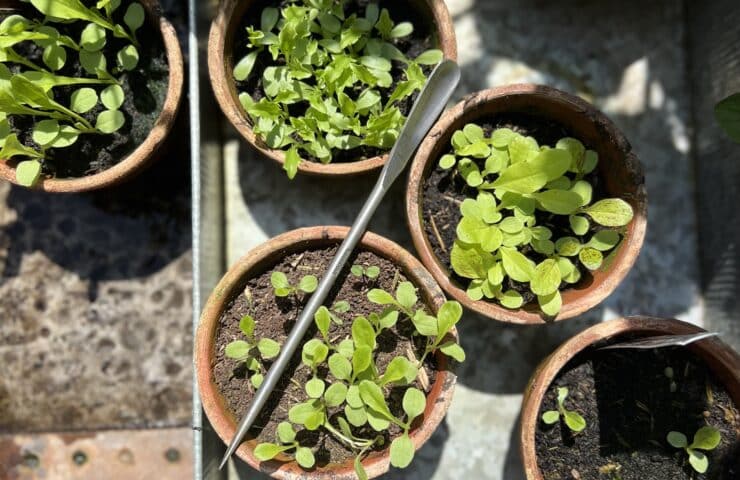 Handmade stainless steel Seedling pricker: The Secret Weapon for the Complete Gardener