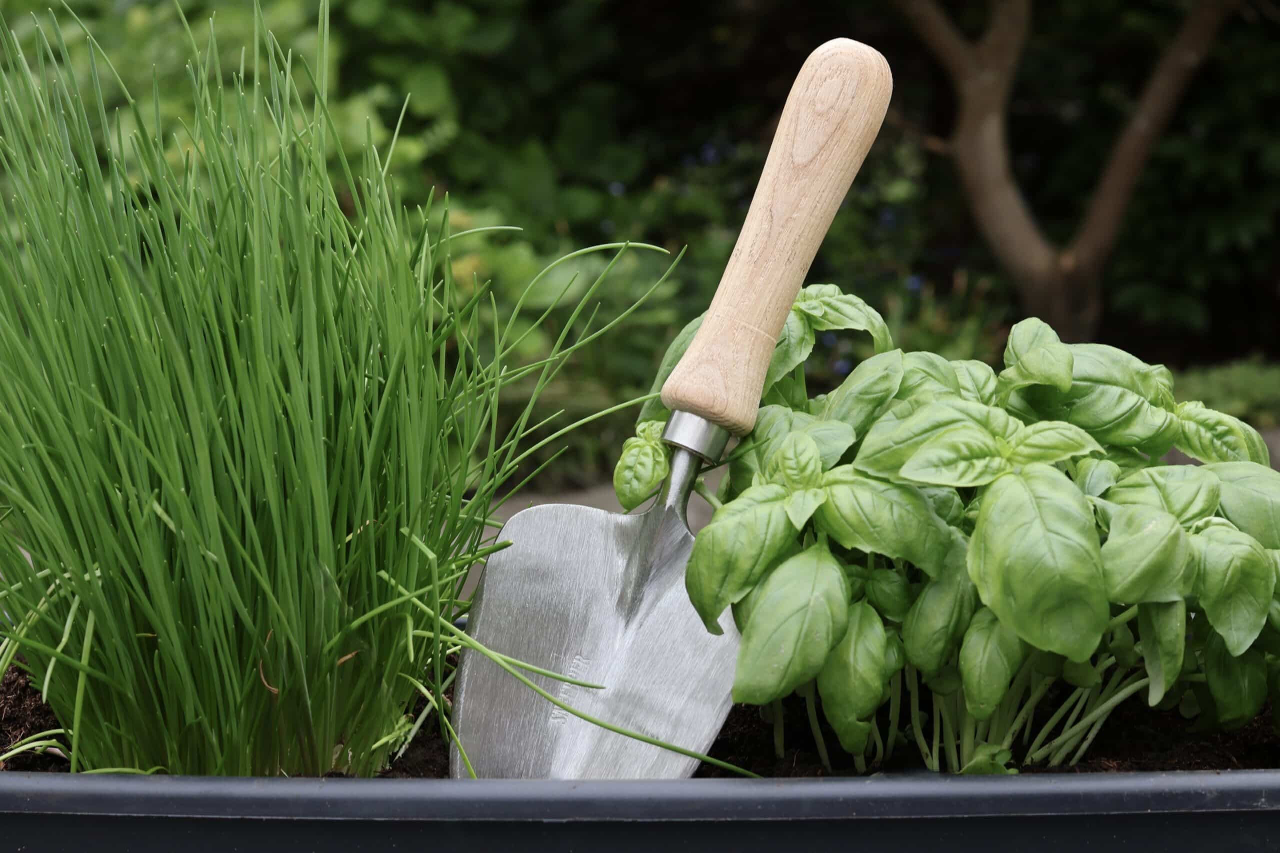 Tips for gardening in May