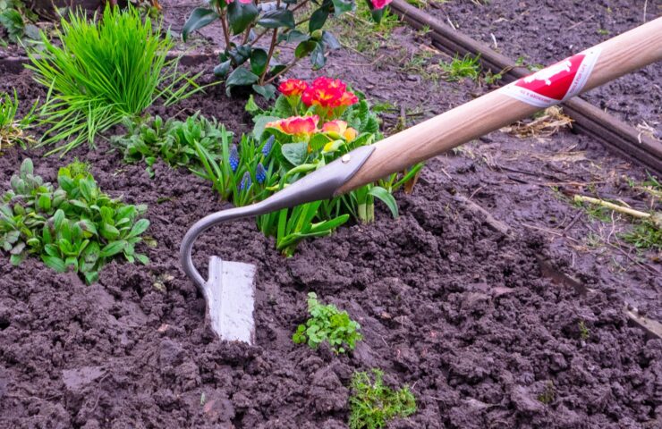 Tips for gardening in May