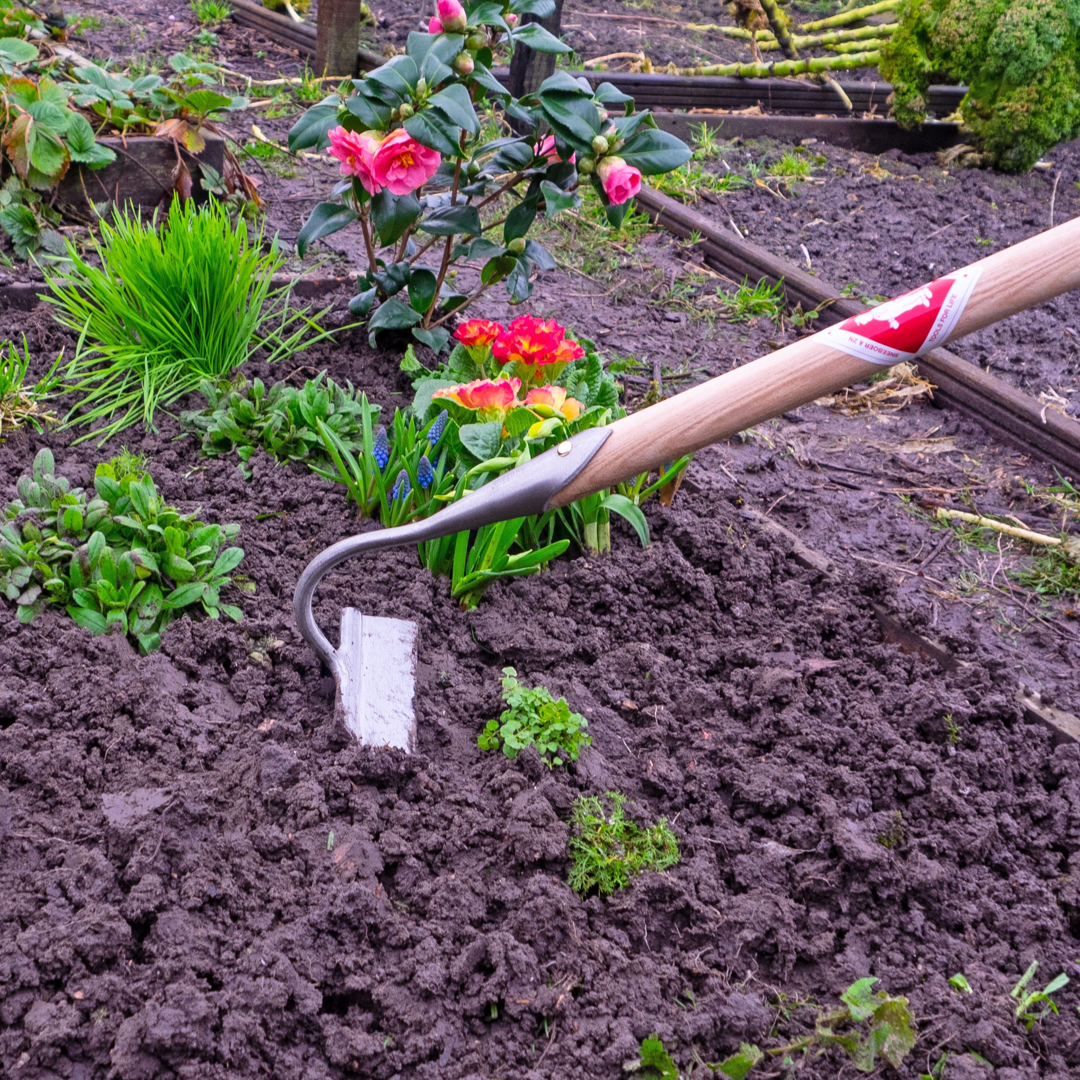 Tips for gardening in May