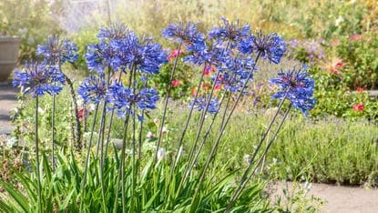 Tuintips najaar: Agapanthus