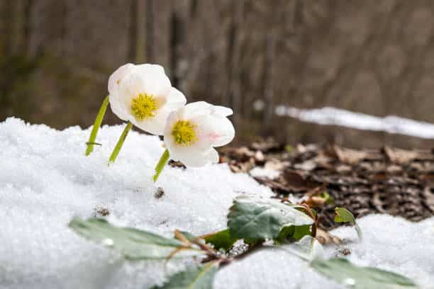 Tuintips najaar: Vaste planten verplaatsen voor een gezonde wintertuin