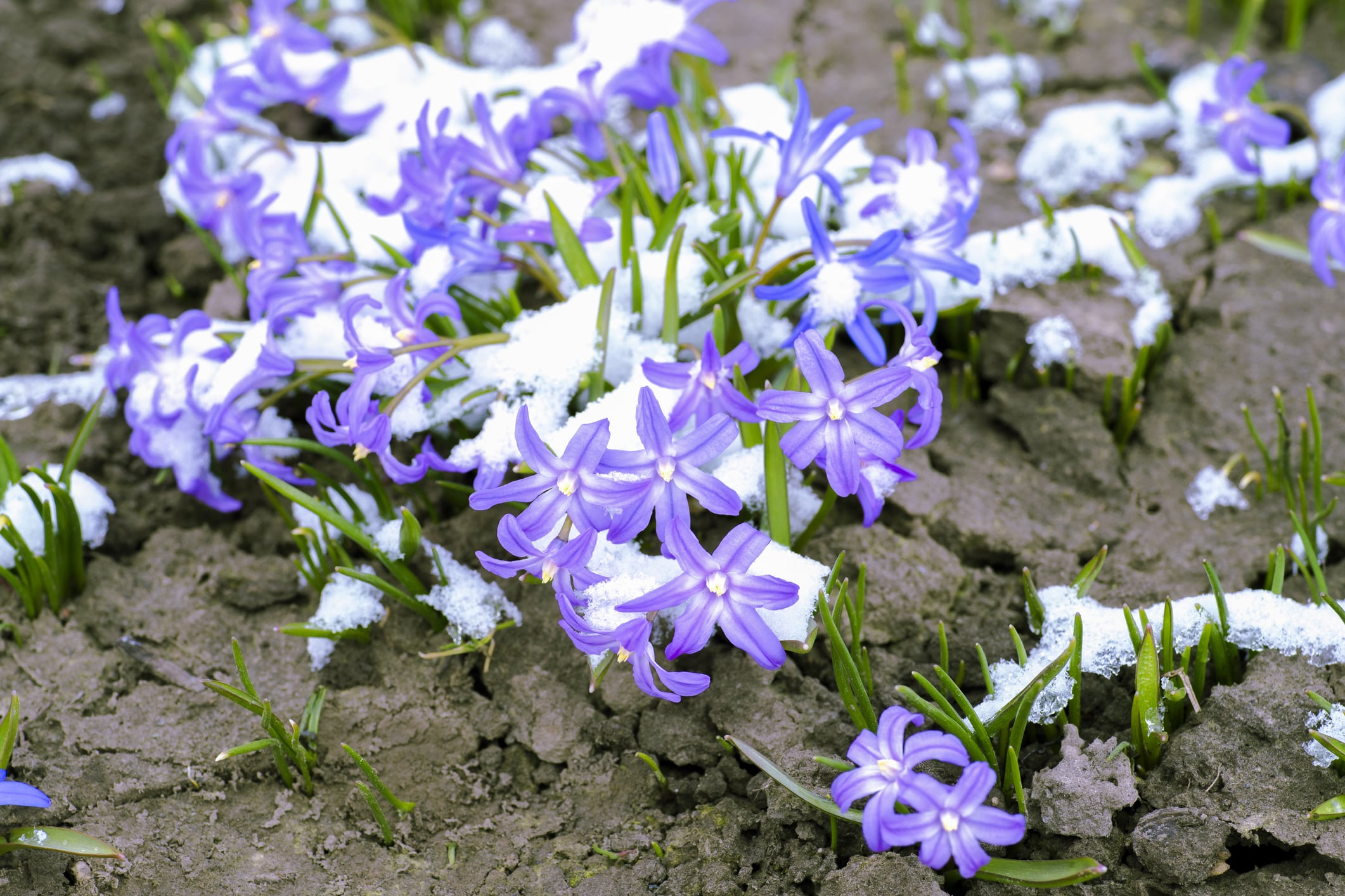 Tuintips najaar: Vaste planten verplaatsen voor een gezonde wintertuin