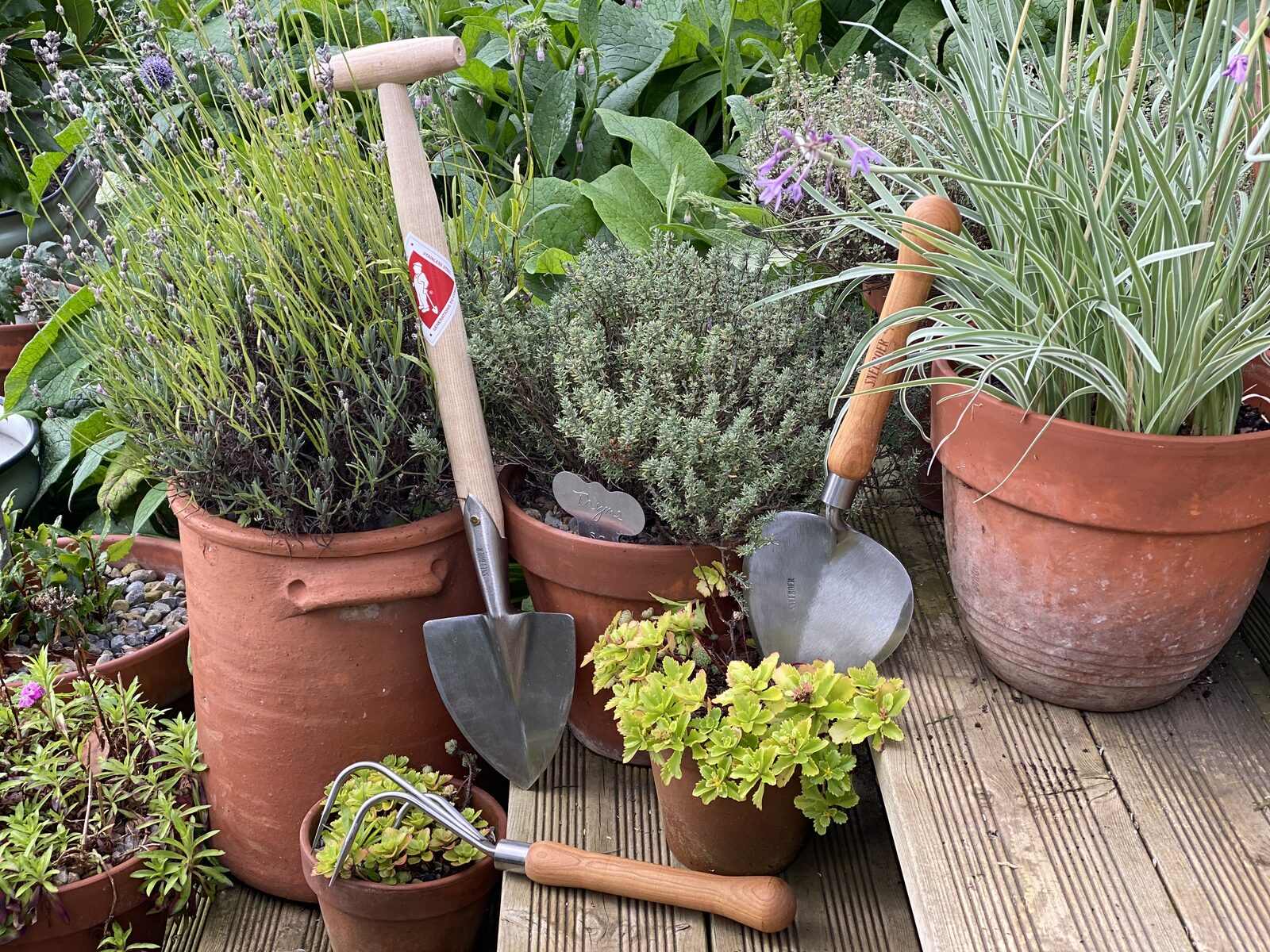Zomertuin in volle bloei